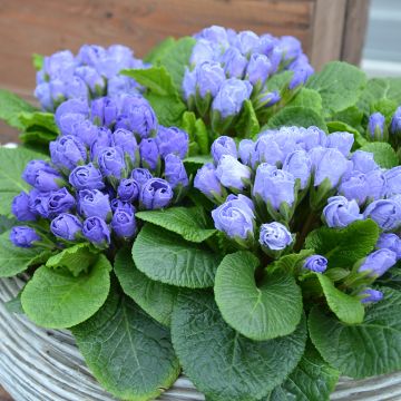 Primula Rosebud F1 Crocus blue - Kissenprimel