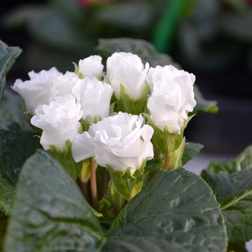 Primula Rosebud F1 White - Kissenprimel