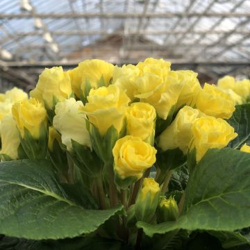 Primula Rosebud F1 Light yellow - Kissenprimel