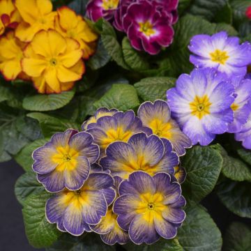 Primula F1 Starflame Mix - Kissenprimel