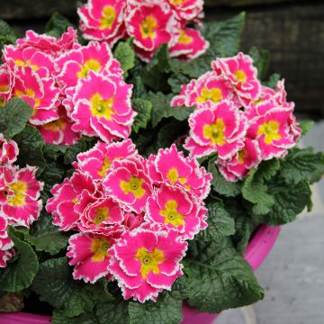 Primula Sweetie - Kissenprimel