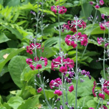 Primula pulverulenta - Primel