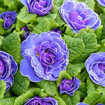 Primula Belarina Amethyst Ice - Kissenprimel