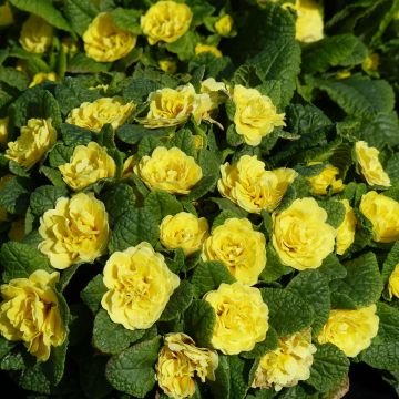 Primula Belarina Buttercup Yellow - Kissenprimel