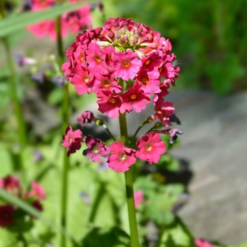 Primevère du Japon Millers Crimson - Primula japonica