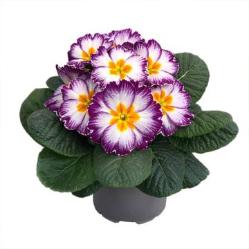 Primula polyantha Ambie Violet Flame F1 - Primel