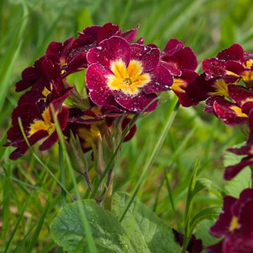 Primula Charlie Wine Red Edge F1 - Kissenprimel