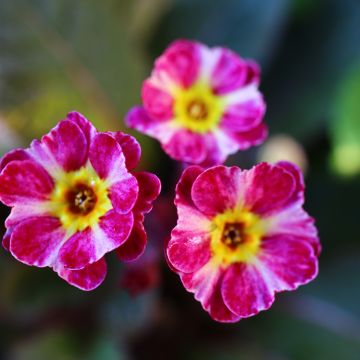 Primula polyantha Dark Rosaleen - Primel