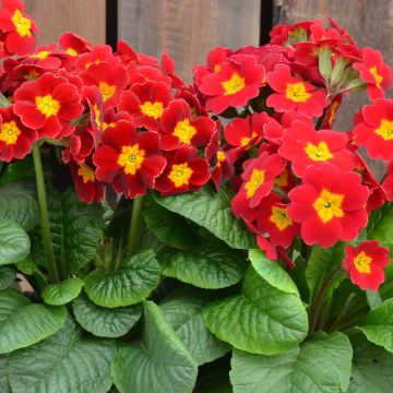 Hohe Schlüsselblume Colibri Red Shades - Primula