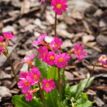 Primula rosea Grandiflora - Rosenprimel