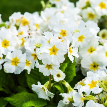 Gelbe Stängellose Schlüsselblume - Primula vulgaris