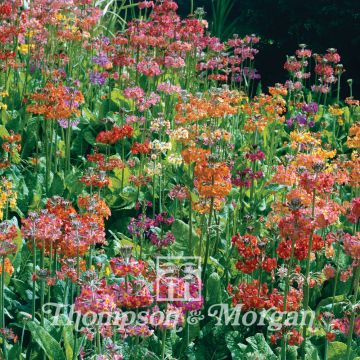 Primula candelabra Hybrids (Samen) - Etagen-Primel