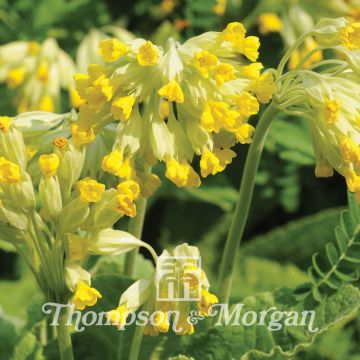 Graines de Primula veris - Primevère officinale