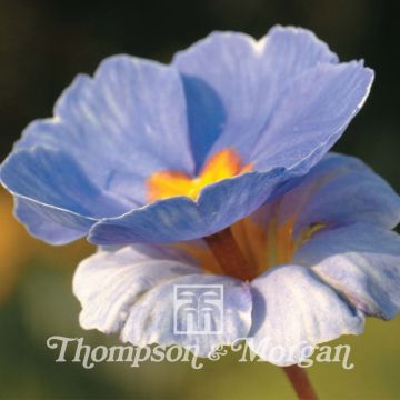 Primula You And Me Blue (Samen) - Kissenprimel