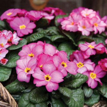 Primula vulgaris Tinkerbells - Kissenprimel