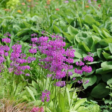 Primula beesiana - Etagen-Primel