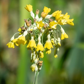 Primula florindae - Tibetische Schlüsselblume