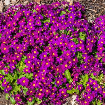 Primula juliae Wanda - Primel