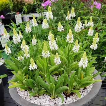 Primula vialii Alison Holland - Primel