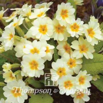 Gelbe Stängellose Schlüsselblume (Samen) - Primula vulgaris