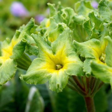 Primula Francesca - Kissenprimel