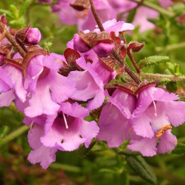 Prostanthera Rosetta - Menthe australienne