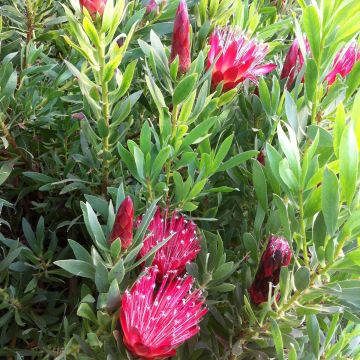 Protea Clark's Red