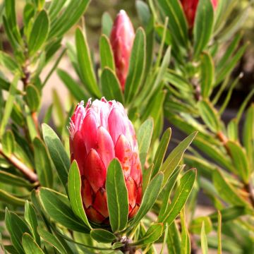 Protea Pink Ice