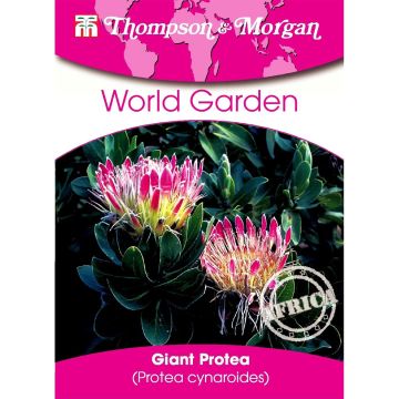 Protea cynaroides (Samen)