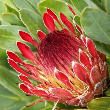 Protea eximia