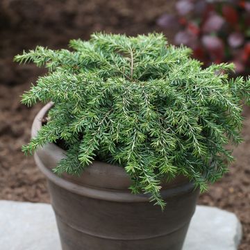 Tsuga canadensis Nana - Hemlockstanne