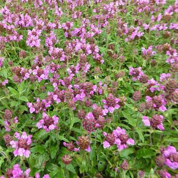 Großblütige Braunelle Rosea - Prunella webbiana