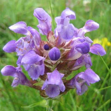 Großblütige Braunelle Altenberg Rosa - Prunella grandiflora