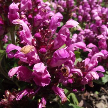 Prunella grandiflora Pink Loveliness - Brunelle rose tendre.