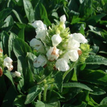 Großblütige Braunelle White Loveliness - Prunella grandiflora