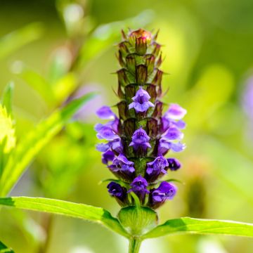 Kleine Braunelle - Prunella vulgaris