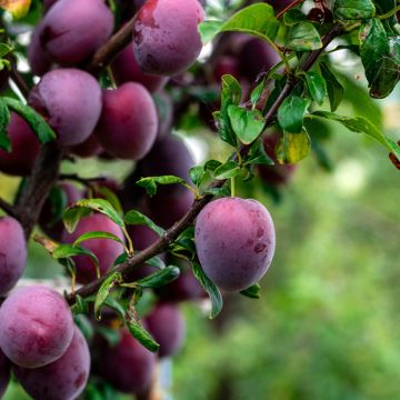 Pflaume Anna Spath - Prunus domestica