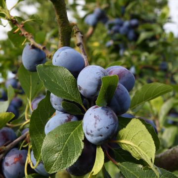 Prunier Bleue de Belgique