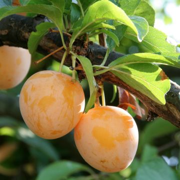 Pflaume Des Béjonnières - Prunus domestica