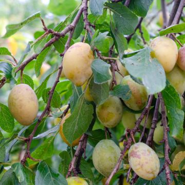 Pflaume Monsieur Jaune - Prunus domestica