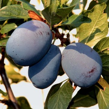 Pflaume Mr Hâtif Bio - Prunus domestica