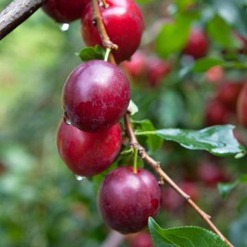 Pflaume Opal - Prunus domestica