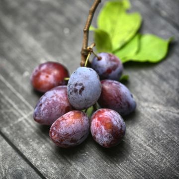 Pflaume Président - Prunus domestica