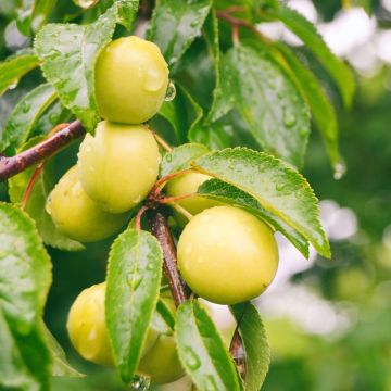 Pflaume Prune d'Ente Blanche Bio - Prunus domestica