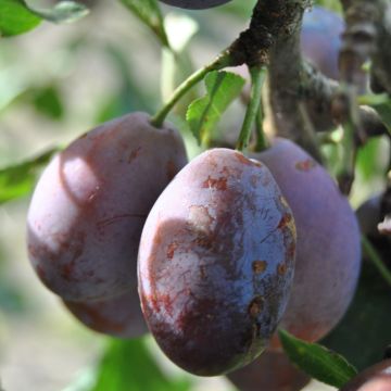 Prunier Prune d'Ente - Pruneau d'Agen 