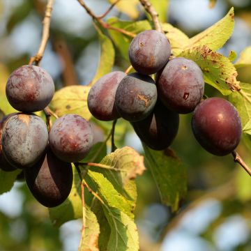 Pflaume Wignon - Prunus domestica