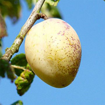 Zwetschge Quetsche Blanche de Létricourt - Prunus domestica