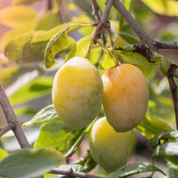 Zwetschge Quetsche Blanche de Létricourt Bio - Prunus domestica