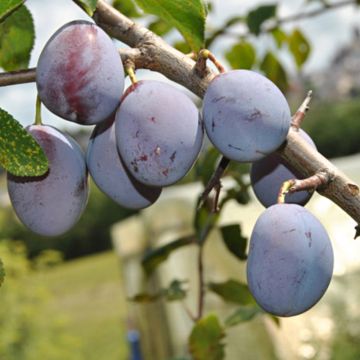 Zwetschge Quetsche d'Alsace - Prunus domestica