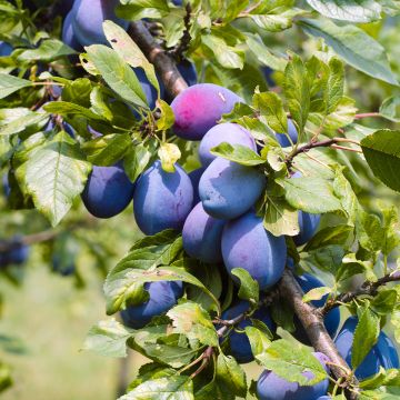 Pflaume Altesse Double - Prunus domestica